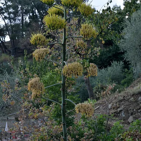 Archimede فندق